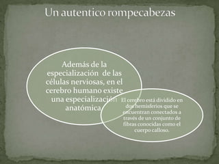 Además de la
especialización de las
células nerviosas, en el
cerebro humano existe
  una especialización El cerebro está dividido en
      anatómica.          dos hemisferios que se
                         encuentran conectados a
                           través de un conjunto de
                           fibras conocidas como el
                                cuerpo calloso.
 