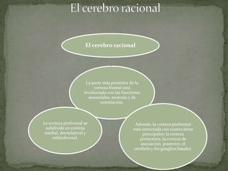 El cerebro racional




                       La parte más posterior de la
                           corteza frontal está
                      involucrada con las funciones
                        sensoriales, motoras y de
                               orientación.



La corteza prefrontal se                        Además, la corteza prefrontal
 subdivide en corteza                          está conectada con cuatro áreas
 medial, dorsolateral y                             principales: la corteza
     orbitofrontal.                                premotora, la corteza de
                                                   asociación posterior, el
                                               cerebelo y los ganglios basales.
 