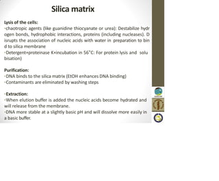 Silica matrix
Lysis of the cells:
•chaotropic agents (like guanidine thiocyanate or urea): Destabilize hydr
ogen bonds, hydrophobic interactions, proteins (including nucleases). D
isrupts the association of nucleic acids with water in preparation to bin
d to silica membrane
•Detergent+proteinase K+incubation in 56°C: For protein lysis and solu
bisation)
Purification:
•DNA binds to the silica matrix (EtOH enhances DNA binding)
•Contaminants are eliminated by washing steps
•Extraction:
•When elution buffer is added the nucleic acids become hydrated and
will release from the membrane.
•DNA more stable at a slightly basic pH and will dissolve more easily in
a basic buffer.
 