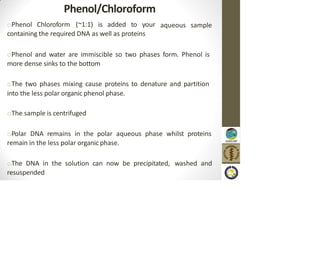 Phenol/Chloroform
aqueous sample
oPhenol Chloroform (~1:1) is added to your
containing the required DNA as well as proteins
oPhenol and water are immiscible so two phases form. Phenol is
more dense sinks to the bottom
oThe two phases mixing cause proteins to denature and partition
into the less polar organic phenol phase.
oThe sample is centrifuged
oPolar DNA remains in the polar aqueous phase whilst proteins
remain in the less polar organic phase.
oThe DNA in the solution can now be precipitated, washed and
resuspended
 