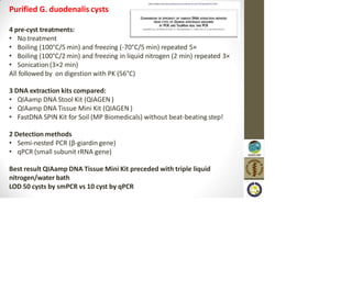 Purified G. duodenalis cysts
4 pre-cyst treatments:
• No treatment
• Boiling (100°C/5 min) and freezing (-70°C/5 min) repeated 5×
• Boiling (100°C/2 min) and freezing in liquid nitrogen (2 min) repeated 3×
• Sonication (3×2 min)
All followed by on digestion with PK (56°C)
3 DNA extraction kits compared:
• QIAamp DNA Stool Kit (QIAGEN )
• QIAamp DNA Tissue Mini Kit (QIAGEN )
• FastDNA SPIN Kit for Soil (MP Biomedicals) without beat-beating step!
2 Detection methods
• Semi-nested PCR (β-giardin gene)
• qPCR (small subunit rRNA gene)
Best result QIAamp DNA Tissue Mini Kit preceded with triple liquid
nitrogen/water bath
LOD 50 cysts by smPCR vs 10 cyst by qPCR
 