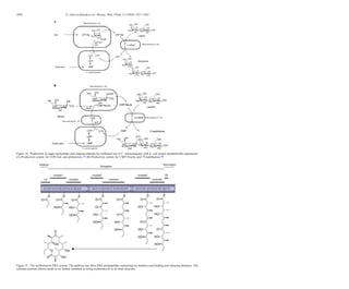 Figure 14. Production of sugar-nucleotides and oligosaccharides by combined use of C. ammoniagenes with E. coli strains metabolically engineered.
(A) Production system for UDP-Gal and globotriose.105 (B) Production system for CMP-NeuAc and 30-sialyllactose.108
Figure 15. The erythromycin PKS system. The pathway has three PKS polypeptides containing six modules and loading and releasing domains. The
cyclized structure shown needs to be further modiﬁed to bring erythromycin to its ﬁnal structure.
1828 E. Garcı´a-Junceda et al./ Bioorg. Med. Chem. 12 (2004) 1817–1834
 