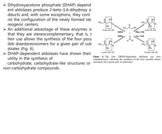  Dihydroxyacetone phosphate (DHAP) depend
ent aldolases produce 2-keto-3,4-dihydroxy a
dducts and, with some exceptions, they cont
rol the configuration of the newly formed ste
reogenic centers.
 An additional advantage of these enzymes is
that they are stereocomplementary, that is, t
heir use allows the synthesis of the four poss
ible diaestereoisomers for a given pair of sub
strates (Fig. 6).
 DHAP-dependent aldolases have shown their
utility in the synthesis of
carbohydrate, carbohydrate-like structures or
non-carbohydrate compounds.
 