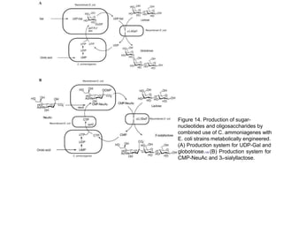 Figure 14. Production of sugar-
nucleotides and oligosaccharides by
combined use of C. ammoniagenes with
E. coli strains metabolically engineered.
(A) Production system for UDP-Gal and
globotriose.105 (B) Production system for
CMP-NeuAc and 30-sialyllactose.
 