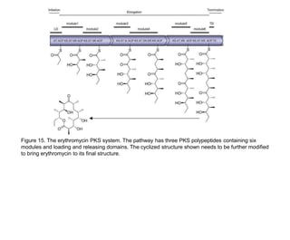 Figure 15. The erythromycin PKS system. The pathway has three PKS polypeptides containing six
modules and loading and releasing domains. The cyclized structure shown needs to be further modified
to bring erythromycin to its final structure.
 