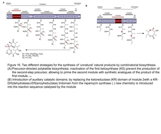 Figure 16. Two different strategies for the synthesis of ‘unnatural’ natural products by combinatorial biosynthesis.
(A) Precursor-directed polyketide biosynthesis; inactivation of the first ketosynthase (KS) prevent the production of
the second-step precursor, allowing to prime the second module with synthetic analogues of the product of the
first module.113a
(B) Introduction of auxiliary catalytic domains; by replacing the ketoreductase (KR) domain of module 2with a KR-
DH(dehydratase)-ER(enoylreductase) tridomain from the rapamycin synthase ( ) new chemistry is introduced
into the reaction sequence catalysed by the module
 