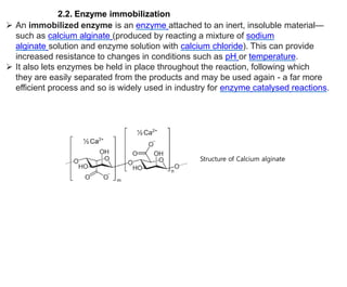 An immobilized enzyme is an enzyme attached to an inert, insoluble material—
such as calcium alginate (produced by reacting a mixture of sodium
alginate solution and enzyme solution with calcium chloride). This can provide
increased resistance to changes in conditions such as pH or temperature.
 It also lets enzymes be held in place throughout the reaction, following which
they are easily separated from the products and may be used again - a far more
efficient process and so is widely used in industry for enzyme catalysed reactions.
2.2. Enzyme immobilization
Structure of Calcium alginate
 