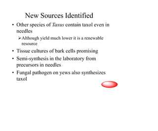 New Sources Identified
• Other species of Taxus contain taxol even in
needles
Although yield much lower it is a renewable
resource
• Tissue cultures of bark cells promising
• Semi-synthesis in the laboratory from
precursors in needles
• Fungal pathogen on yews also synthesizes
taxol
 