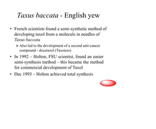 Taxus baccata - English yew
• French scientists found a semi-synthetic method of
developing taxol from a molecule in needles of
Taxus baccata
Also led to the development of a second anti-cancer
compound - docetaxel (Taxotere)
• In 1992 – Holton, FSU scientist, found an easier
semi-synthesis method – this became the method
for commercial development of Taxol
• Dec 1993 – Holton achieved total synthesis
 