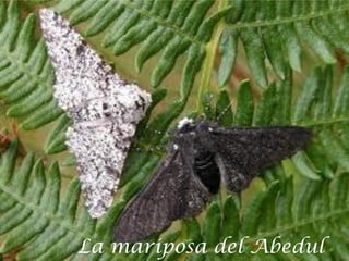 La mariposa del Abedul
 