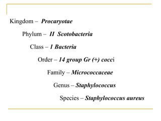 Kingdom – Procaryotae
Phylum – II Scotobacteria
Class – 1 Bacteria
Order – 14 group Gr (+) cocci
Family – Micrococcaceae
Genus – Staphylococcus
Species – Staphylococcus aureus
 