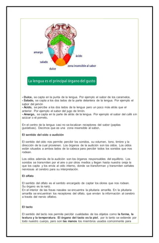- Dulce, se capta en la punta de la lengua. Por ejemplo el sabor de los caramelos.
- Salado, se capta a los dos lados de la parte delantera de la lengua. Por ejemplo el
sabor del jamón
- Ácido, se percibe a los dos lados de la lengua pero un poco más atrás que el
anterior. Por ejemplo el sabor del jugo de limón.
- Amargo, se capta en la parte de atrás de la lengua. Por ejemplo el sabor del café sin
azúcar o el pomelo.
En el centro de la lengua casi no se localizan receptores del sabor (papilas
gustativas). Decimos que es una zona insensible al sabor.
El sentido del oído o audición
El sentido del oído nos permite percibir los sonidos, su volumen, tono, timbre y la
dirección de la cual provienen. Los órganos de la audición son los oídos. Los oídos
están situados a ambos lados de la cabeza para percibir todos los sonidos que nos
rodean.
Los oídos además de la audición son los órganos responsables del equilibrio. Los
sonidos se transmiten por el aire o por otros medios y llegan hasta nuestra oreja la
que los capta y los envía al oído interno, donde se transforman y transmiten señales
nerviosas al cerebro para su interpretación.
El olfato
El sentido del olfato es el sentido encargado de captar los olores que nos rodean.
Su órgano es la nariz.
En el interior de las fosas nasales se encuentra la pituitaria amarilla. En la pituitaria
amarilla se encuentran los receptores del olfato, que envían la información al cerebro
a través del nervio olfativo.
El tacto
El sentido del tacto nos permite percibir cualidades de los objetos como la forma, la
textura y la temperatura. El órgano del tacto es la piel, por lo tanto se extiende por
todo nuestro cuerpo, pero son las manos los miembros usados comúnmente para
 