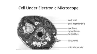 1 Microscopes.pdf