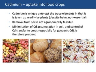 Cadmium – uptake into food crops
• Cadmium is unique amongst the trace elements in that it
is taken up readily by plants (despite being non-essential)
• Removal from soil is not agronomically feasible
• Minimisation of Cd accumulation in soil, and control of
Cd transfer to crops (especially for geogenic Cd), is
therefore prudent
en.Wikipedia.org
 