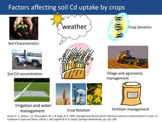 Factors affecting soil Cd uptake by crops
weather
Soil Characteristics
Soil Cd concentration
Crop Rotation Fertilizer management
Tillage and agronomic
management
Crop Genetics
Irrigation and water
management
Grant, C. A., Bailey, L. D., McLaughlin, M. J. & Singh, B. R. 1999. Management factors which influence cadmium concentrations in crops. In:
Cadmium in Soils and Plants. eds M. J. McLaughlin & B. R. Singh), Springer Netherlands, pp. 151-198.
 
