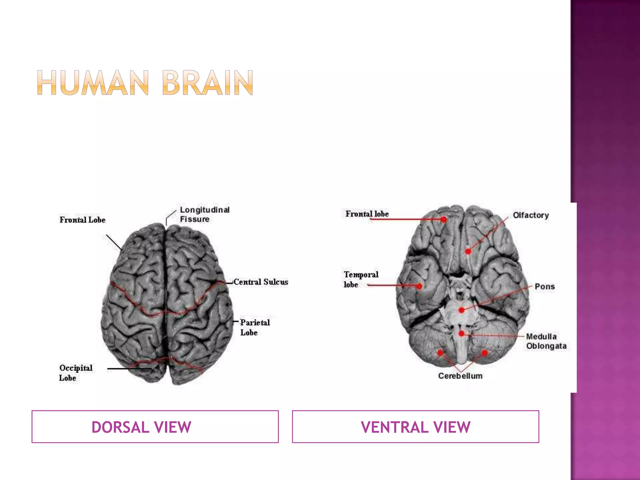 DORSAL VIEW   VENTRAL VIEW
 