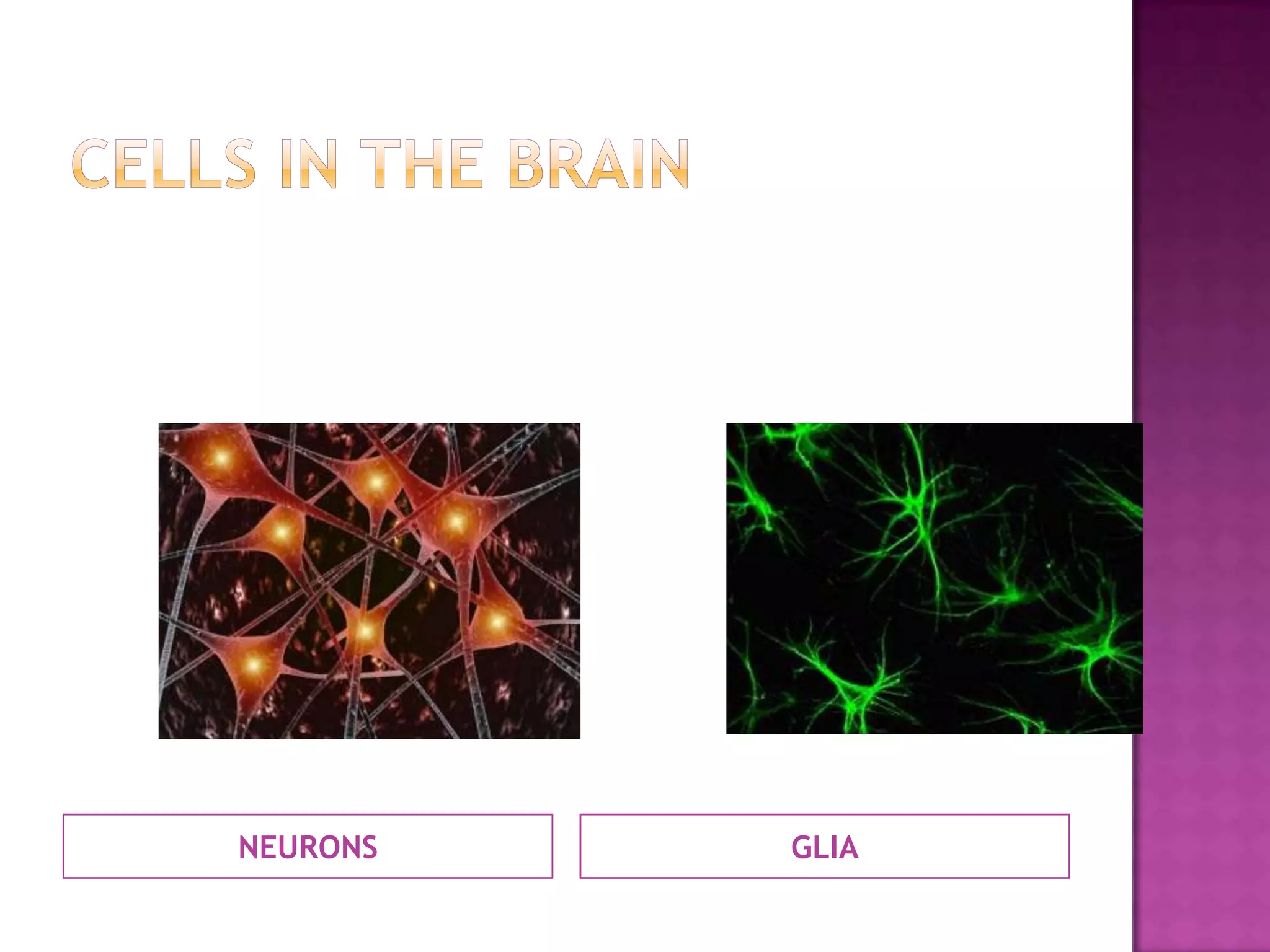 NEURONS   GLIA
 