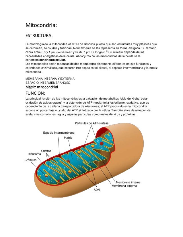 1 mitocondria