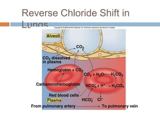 physiology_of_respiration_.pptx
