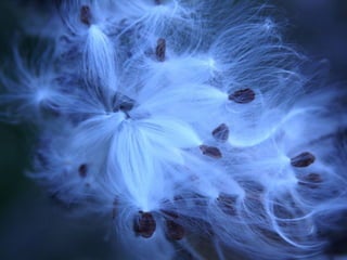 1m mb 4_national_geographic