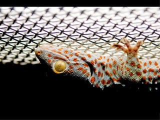 1m mb 4_national_geographic