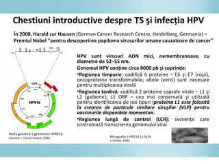 HPV sunt virusuri ADN mici, nemembranoase, cu
diametre de 52–55 nm.
Genomul HPV conţine circa 8000 pb şi cuprinde:
•Regiunea timpurie: codifică 6 proteine – E6 şi E7 (roşii),
oncoproteine transformabile; altele (verzi) sunt necesare
pentru multiplicarea virală
•Regiunea tardivă: codifică 2 proteine capside virale – L1 şi
L2 (galbene); L1 ORF – cea mai conservată şi utilizată
pentru identificarea de noi tipuri (proteina L1 este folosită
la crearea de particule similare viruşilor (VLP) pentru
vaccinurile disponibile momentan.
•Regiunea lungă de control (LCR): secvenţe care
controlează transcrierea genomului viral
Micografie a HPV16 L1 VLPs
(J.Schiller, 2000)
Chestiuni introductive despre TS şi infecţia HPV
În 2008, Harald zur Hausen (German Cancer Research Centre, Heidelberg, Germania) –
Premiul Nobel “pentru descoperirea papiloma virusurilor umane cauzatoare de cancer”
Harta genetică a genomului HPBV16
(Doorbar J. Clinical Science, 2006)
 