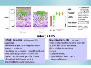 Infecţii pasagere - asimptomatice,
subclinice
• fără consecinţe clinice la persoanele
imunocompetente;
• perioada de incubaţie – incertă, probabil
între câteva săptămâni şi câteva luni
pentru condiloamele genitale şi între
câteva luni şi câţiva ani pentru
anormalităţile celulare cervicale.
Infecţia HPV
Infecţii persistente – nu sunt
vindecabile de către sistemul imunitar;
ADN-ul HPV-ului e persistent,
detectabil pe termen lung.
Factori:
• vârsta ridicată,
• tipurile HPV cu risc crescut,
• imunodeficienţa.
◄ Manifestări
principale în
urma infecţiei.
Aceste şabloane
de expresii genice
apar la neoplazii
scuamoase
intraepiteliale cu
grad scăzut (LSIL).
Doorbar J. Clinical
Science (2006)110,
525-541
 