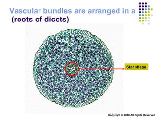 Vascular Shape Chapter 9 Transport in Plants Lesson 1 - Monocotyledons and dicot | PPT