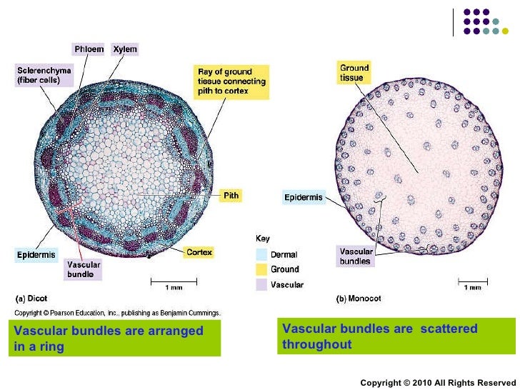 Chapter 9 Transport in Plants Lesson 1 Monocotyledons