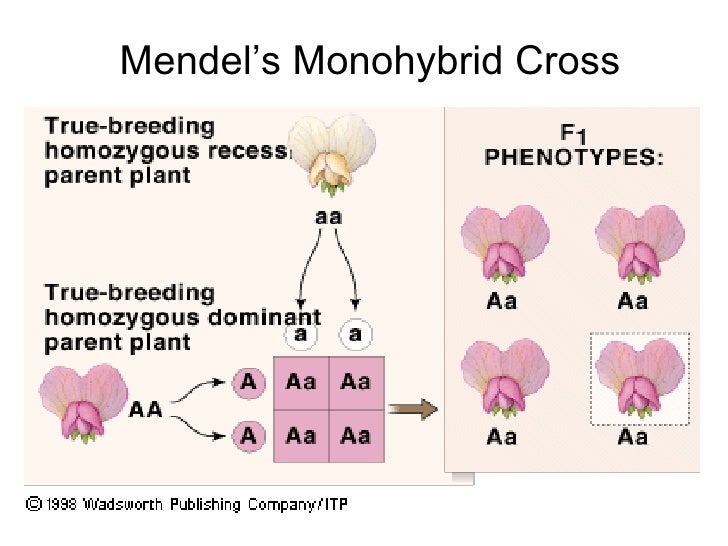 chapter 19 heredity lesson 1 monohybrid cross and test cross monohybrid cross