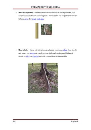 FORMAÇÃO TECNOLÓGICA
Rik Página 4
 Raiz estrangulante – também chamadas de cinturas ou estranguladoras, São
adventícias que abraçam outro vegetal, e muitas vezes seu hospedeiro morre por
falta de seiva. Ex: araçá, mata-pau.
 Raiz tabular - é uma raiz lateralmente achatada, como uma tábua. Esse tipo de
raiz ocorre em árvores de grande porte e ajuda na fixação e estabilidade da
árvore. O Xixá e a Figueira são bons exemplos de raízes tabulares.
 