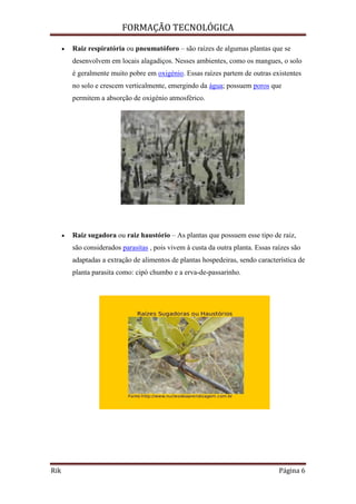FORMAÇÃO TECNOLÓGICA
Rik Página 6
 Raiz respiratória ou pneumatóforo – são raízes de algumas plantas que se
desenvolvem em locais alagadiços. Nesses ambientes, como os mangues, o solo
é geralmente muito pobre em oxigénio. Essas raízes partem de outras existentes
no solo e crescem verticalmente, emergindo da água; possuem poros que
permitem a absorção de oxigénio atmosférico.
 Raiz sugadora ou raiz haustório – As plantas que possuem esse tipo de raiz,
são considerados parasitas , pois vivem à custa da outra planta. Essas raízes são
adaptadas a extração de alimentos de plantas hospedeiras, sendo característica de
planta parasita como: cipó chumbo e a erva-de-passarinho.
 