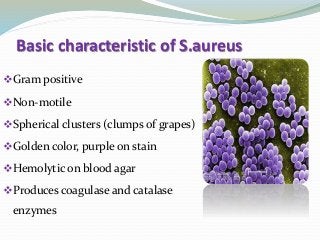 Basic characteristic of S.aureus
Gram positive
Non-motile
Spherical clusters (clumps of grapes)
Golden color, purple on stain
Hemolytic on blood agar
Produces coagulase and catalase
enzymes
 