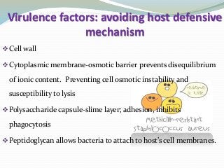 Virulence factors: avoiding host defensive
mechanism
Cell wall
Cytoplasmic membrane-osmotic barrier prevents disequilibrium
of ionic content. Preventing cell osmotic instability and
susceptibility to lysis
Polysaccharide capsule-slime layer; adhesion, inhibits
phagocytosis
Peptidoglycan allows bacteria to attach to host’s cell membranes.
 