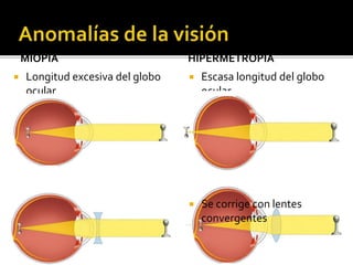 MIOPÍA HIPERMETROPÍA 
 Longitud excesiva del globo 
ocular 
 Ven claramente de cerca 
 Se corrige con lentes 
divergentes 
 Escasa longitud del globo 
ocular 
 Ven claramente de lejos 
 Se corrige con lentes 
convergentes 
 