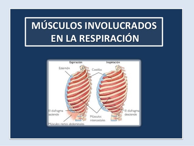 Musculos paraesternales