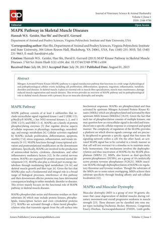 Annex Publishers | www.annexpublishers.com 
Volume 1 | Issue 1 Abstract 
Mitogen-Activated Protein Kinase (MAPK) pathway is a signal transduction pathway that functions in a wide range of physiological and pathophysiological cellular events including cell proliferation, differentiation, apoptosis, migration, inflammation, metabolic disorders and diseases. In skeletal muscle, it plays an essential role in muscle fiber specialization, muscle mass maintenance, damage induced muscle regeneration and muscle diseases. This review provides an overview of MAPK pathway and its pathophysiological role in skeletal muscle diseases with a primary focus on muscular dystrophy and atrophy. 
MAPK pathway consists of at least 4 subfamilies that include extracellular signal-regulated kinase 1 and 2 (ERK 1/2), p38α/β/γ/δ MAPK, c-Jun NH2-terminal kinases 1, 2, and 3 (JNK 1/2/3), and ERK5 [1-4]. MAPKs are a family of protein phosphorylating enzymes [5] that regulate diverse aspects of cellular responses in physiology, immunology, neurobiology, and energy metabolism [6]. Cellular activities regulated by MAPKs include proliferation, differentiation, apoptosis, motility [7,8], stress responses, inflammation, and innate immunity [9-11]. MAPK functions through transcriptional activation and posttranslational modification on the downstream substrates. Specifically, MAPKs are involved in the production of antimicrobial factors, cytokines, chemokines, and other inflammatory mediatory factors [12]. In the central nervous system, MAPKs are required for proper neuronal axonal development [13]. MAPKs also play a critical part in energy metabolism through modulating lipid metabolism [14-16] and skeletal muscle growth and fiber type [6]. Given the fact that MAPKs play such a fundamental and integral role in a broad range of biological processes, interference of this pathway and their downstream effector proteins may have detrimental consequences leading to either metabolic disorder or diseases. This review mainly focuses on the functional role of MAPK pathway in skeletal muscle diseases. MAPK Pathway 
MAPK Pathway in Skeletal Muscle Diseases 
Hannah W.S. Geisler, Hao Shi* and David E. Gerrard 
Department of Animal and Poultry Sciences, Virginia Polytechnic Institute and State University, USA 
*Corresponding author: Hao Shi, Department of Animal and Poultry Sciences, Virginia Polytechnic Institute and State University, 304 Litton-Reaves Hall, Blacksburg, VA 24061, USA, Fax: (540) 231-3010, Tel: (540) 231-9663, E-mail: haoshi@vt.edu 
Citation: Hannah W.S. Geisler, Hao Shi, David E. Gerrard (2013) MAP Kinase Pathway in Skeletal Muscle Diseases. J Vet Sci Anim Husb 1(1): e104. doi: 10.15744/2348-9790.1.e104 
Received Date: July 08, 2013 Accepted Date: July 29, 2013 Published Date: August 01, 2013 
Editorial 
Open Access 
MAPKs phosphorylate serine and threonine residues on their substrates [8] which may include protein kinases, phospholipids, transcription factors and even cytoskeletal proteins [17]. MAPKs are activated through a three-tiered phosphorylation relay that transmits signals from the cell surface into biochemical responses: MAPKs are phosphorylated and thus activated by upstream Mitogen-Activated Protein Kinase Kinases (MKKs) which are phosphorylated and activated by their upstream MKK kinases (MKKKs) [18,19]. Given the fact that each tier of phosphorylation consists of multiple kinases, one may question how an extracellular signal is decoded and transduced into a specific cellular response in a temporal and spatial manner. The complexity of regulation of the MAPKs provides a platform on which diverse signals converge and are precisely deciphered to generate a specific signal that fine-tunes the signaling network within a cell. On the other hand, an activated MAPK signal has to be curtailed in a timely manner so that cell will not overreact to a stimulus so to maintain metabolic homeostasis. One mechanism involves the dephosphorylation and thus inactivation of MAPKs by the MAPK phosphatases (MKPs) [5]. MKPs, also known as dual-specificity protein phosphatases (DUSPs), are a group of 10 catalytically active protein tyrosine phosphatases [9,20,21]. MKPs inactivate MAPKs through dephosphorylation of MAPKs on regulatory threonine and tyrosine residues. Though the substrates of the MKPs are to some extent overlapping, MKPs achieve their substrate specificity through binding affinity and sub-cellular localization [22]. MAPKs and Muscular Dystrophy 
Muscular dystrophy (MD) is a group of over 30 genetic diseases that cause degeneration of skeletal muscles during voluntary movement and overall progressive weakness in muscle strength [23]. These diseases can be classified into nine major types including Duchenne, Becker, Myotonic, Congenital, Emery-Dreifuss, Facioscapulohumeral (FSHD), Limb-girdle, 
Volume 1 | Issue 1 
Journal of Veterinary Science & Animal Husbandry 
ISSN: 2348-9790  