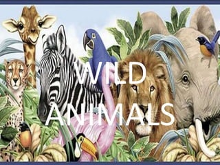 WILD
ANIMALS
 