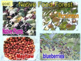 Native Food Forest
 