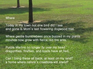 Where
Today in my town not one bird did I see
and gone is Mom’s last flowering dogwood tree.
Where gentle bumblebees once buzzed in my plants
mounds now grow with fierce red fire ants.
Purple Martins no longer fly over my head
dragonflies, fireflies, and toads have all fled.
Can I bring these all back, at least on my land?
a home where nature’s creations will stand?
 