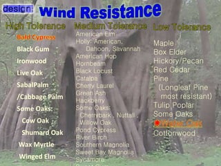 Black Gum
Ironwood
Live Oak
SabalPalm
/Cabbage Palm
Some Oaks:
Cow Oak
Shumard Oak
Wax Myrtle
Winged Elm
American Elm
Holly: American,
Dahoon, Savannah
American Hop
Hornbeam
Black Locust
Catalpa
Cherry Laurel
Green Ash
Hackberry
Some Oaks:
Cherrybark , Nuttall ,
Willow Oak
Pond Cypress
River Birch
Southern Magnolia
Sweet Bay Magnolia
Sycamore
Maple
Box Elder
Hickory/Pecan
Red Cedar
Pine
(Longleaf Pine
most resistant)
Tulip Poplar
Some Oaks
Cottonwood
 