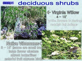 Native Viburnums
6 - 15’ (some are small trees);
large flower clusters
attract butterflies;
colorful fruit attracts birds
white flowers in spring;
reddish fall foliage
 