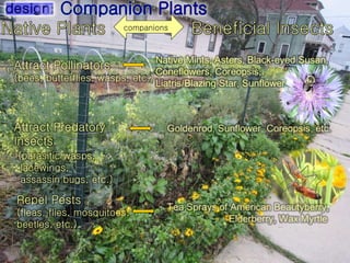 companions
Attract Pollinators
(bees, butterflies, wasps, etc.)
Repel Pests
(fleas, flies, mosquitoes,
beetles, etc.)
Attract Predatory
Insects
(parasitic wasps,
lacewings,
assassin bugs, etc.)
 