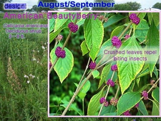 Crushed leaves repel
biting insects
 