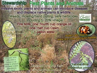 Chinese Privet
Ligustrum sinense
JapanesClimbing Fern
Phyllanthus urinaria
 