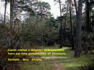 Cuando camines o descanses en la naturaleza,  honra ese reino permaneciendo allí plenamente.   Serénate.  Mira.  Escucha.  