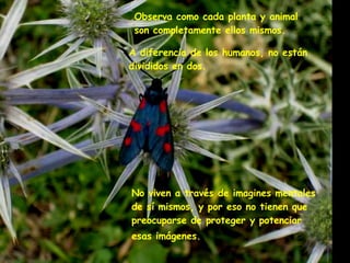 Observa como cada planta y animal  son completamente ellos mismos. A diferencia de los humanos, no están  divididos en dos. No viven a través de imagines mentales  de sí mismos, y por eso no tienen que  preocuparse de proteger y potenciar  esas imágenes.   