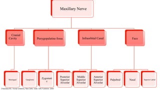 Maxillary Nerve
Cranial
Cavity
Meningeal
Pterygopalatine fossa
Ganglionic
Zygomati
c
Posterior
Superior
Alveolar
Infraorbital Canal
Middle
Superior
Alveolar
Anterior
Superior
Alveolar
Face
Palpebral Nasal Superior Labial
Chaurasia BD. Human anatomy. New Delhi, India: CBS Publisher; 2004.
 