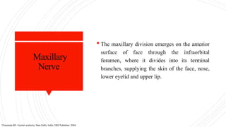 Maxillary
Nerve
 The maxillary division emerges on the anterior
surface of face through the infraorbital
foramen, where it divides into its terminal
branches, supplying the skin of the face, nose,
lower eyelid and upper lip.
Chaurasia BD. Human anatomy. New Delhi, India: CBS Publisher; 2004.
 