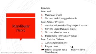 Mandibular
Nerve
Branches:
From trunk:
1. Meningeal branch
2. Nerve to medial pterygoid muscle
From Anterior Division:
3. Anterior and posterior Deep temporal nerves
4. Nerve to lateral Pterygoid muscle
5. Nerve to Masseter muscle
6. Buccal nerve (only sensory nerve)
From Posterior Division:
7. Auriculotemporal nerve
8. Lingual nerve
9. Inferior alveolar nerve Incisive nerve
Mental nerve.
Chaurasia BD. Human anatomy. New Delhi, India: CBS Publisher; 2004.
 